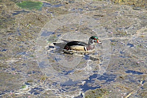 A colorful male wood duck swimming in a stream