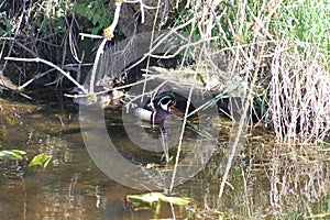 A colorful male wood duck swimming in a stream with a female in