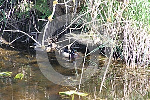 A colorful male wood duck swimming in a stream with a female in