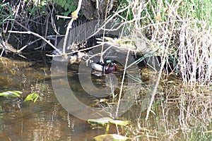 A colorful male wood duck swimming in a stream with a female in