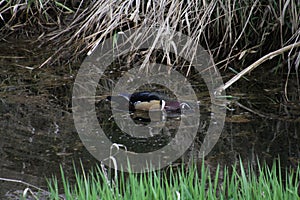 A colorful male wood duck swimming in a stream