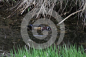 A colorful male wood duck swimming in a stream