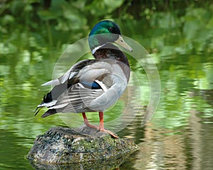 Colorful Mallard Duck