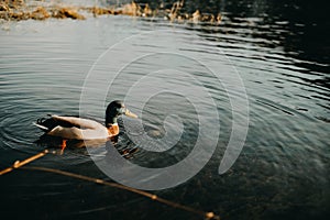 Colorful mallard duck swimming in a pond