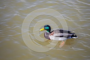 Colorful Mallard Duck in water