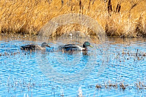 Colorful mallards at Bosque del Apache National Wildlife Refuge