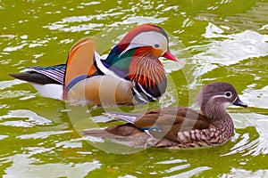 Colorful Mandarin Duck Couple Swiming in Lake