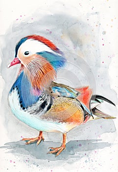 Colorful mandarin duck on a grey background