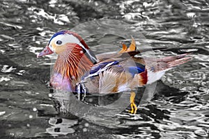 Colorful Mandarin Duck Over Black And White