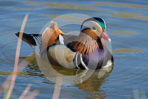Colorful Mandarin Duck swimming in a pond on a sunny day of spring.