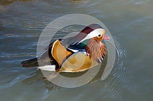 Colorful mandarin duck on water