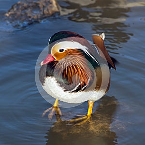 Colorful mandarin duck on water