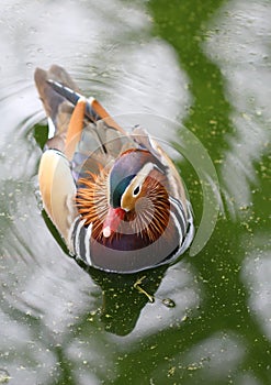 The colorful mandarina duck swimming in the lake