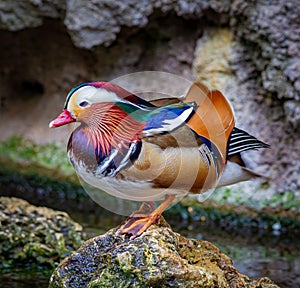 Colorful mandrian duck poses on rock