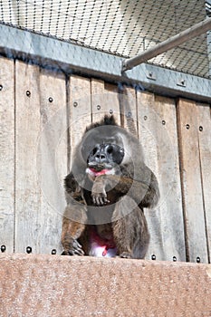 colorful mandril dril monkey with a black muzzle and a blue-pink rainbow booty