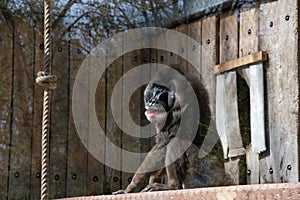 colorful mandril dril monkey with a black muzzle and a blue-pink rainbow booty