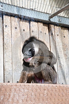 colorful mandril dril monkey with a black muzzle and a blue-pink rainbow booty