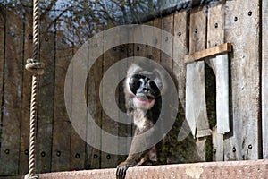 colorful mandril dril monkey with a black muzzle and a blue-pink rainbow booty