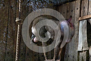 colorful mandril dril monkey with a black muzzle and a blue-pink rainbow booty