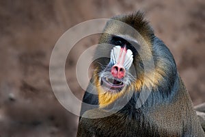 Colorful mandrill