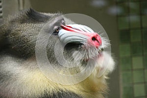 monkey Colorful mandrill (Mandrillus sphinx)
