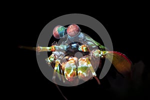 Colorful Mantis Shrimp with Complex Eyes