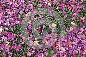 Colorful maple autumn leaves with green moss