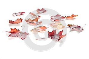 colorful maple autumn leaves on white
