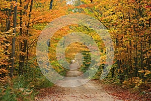 Colorful Maple and Beech Tree Lined Country Dirt Road in the Fall