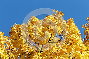 Colorful maple branches close-up, against a blue sky