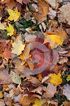 Colorful maple and elm leaves on green grass in fall season. Autumn background