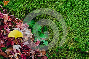 Colorful maple and ginkgo leaves drop on green moss garden background