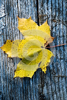 Colorful maple leaf