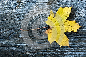 Colorful maple leaf