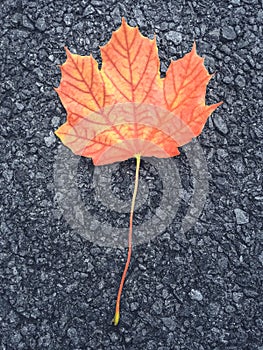 Colorful maple leaf