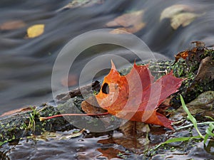 Colorful Maple leaf