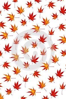 Colorful maple leaf abstract