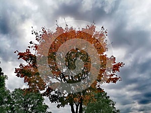 Colorful maple leaf in autumn