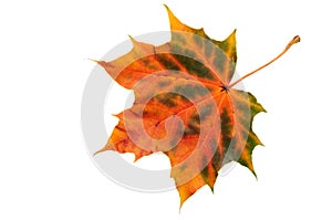 Colorful maple leaf in autumn colors.