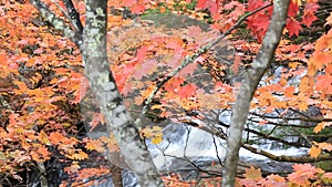 Colorful maple leaf in autumn landscape