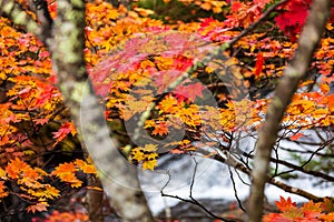 Colorful maple leaf in autumn landscape