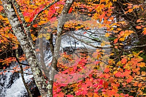 Colorful maple leaf in autumn landscape