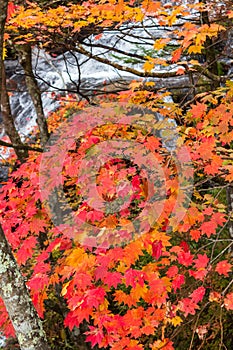 Colorful maple leaf in autumn landscape