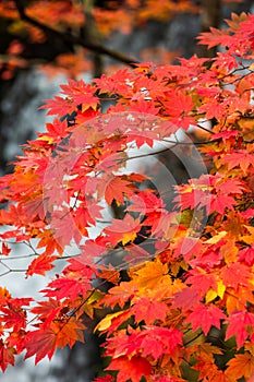 Colorful maple leaf in autumn landscape