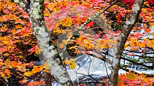 Colorful maple leaf in autumn landscape