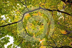 Colorful maple leaf branch in autumn