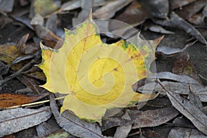 colorful maple leaf on brown other