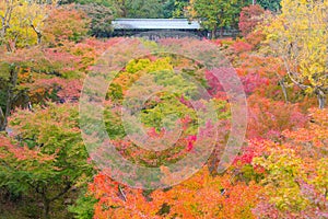 Colorful Maple Leaf Colors Tree in Japan Travel Autumn Season at Tofukuji Temple Kyoto