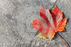 Colorful maple leaf on the dark asphalt