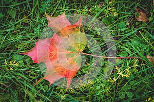 Colorful maple leaf on green grass.